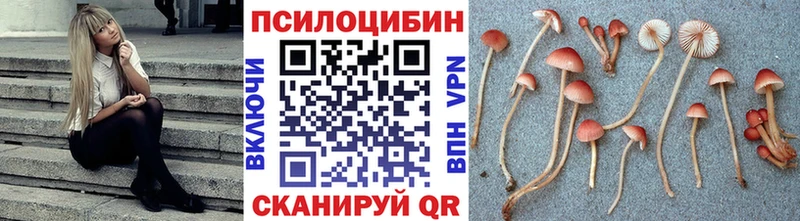 даркнет Telegram  Нестеровская  Галлюциногенные грибы Psilocybine cubensis 
